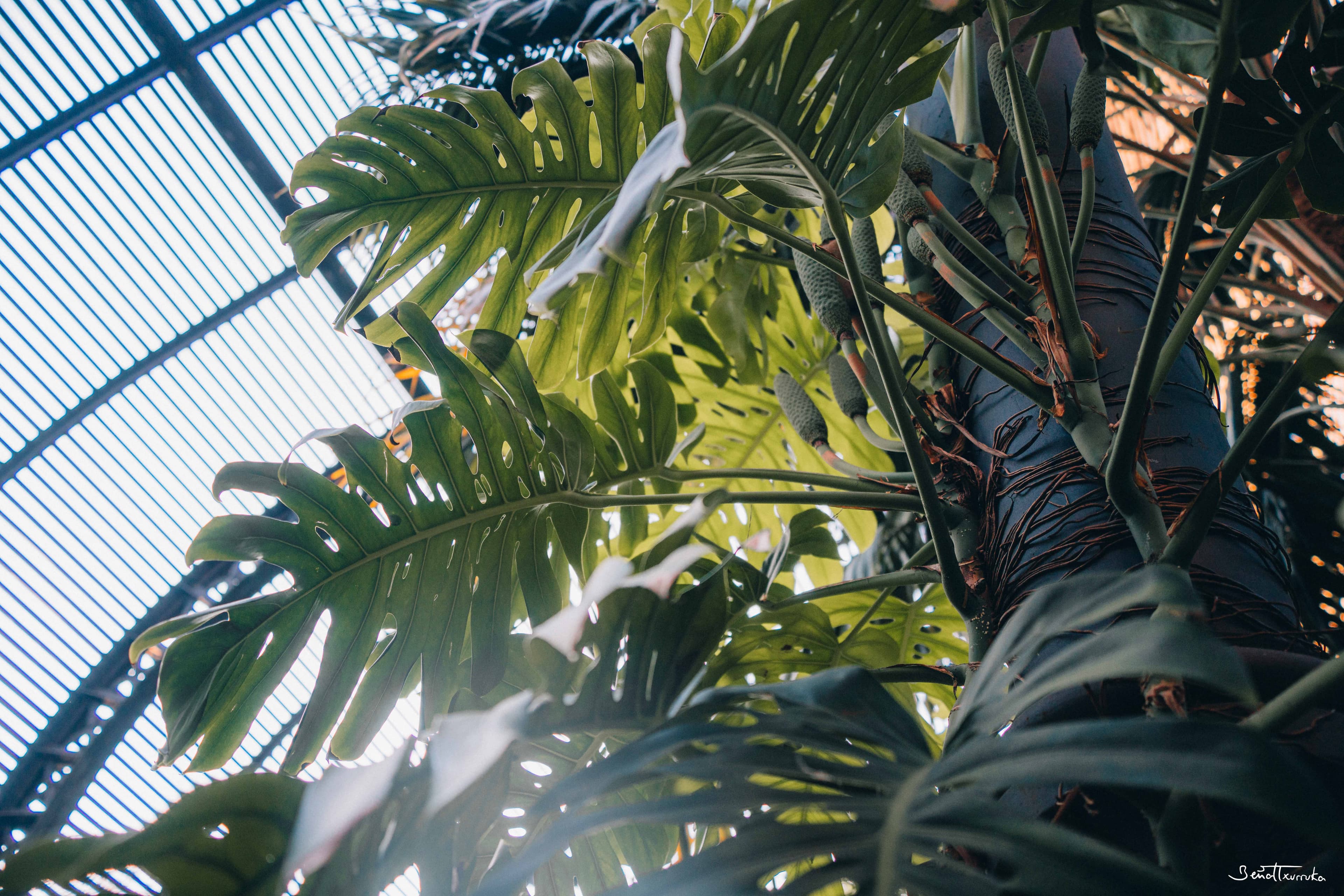Monstera